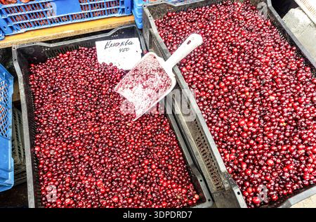 Hellrote Preiselbeeren, die auf einem Markt im Freien verkauft werden. Text auf Russisch: Cranberry Stockfoto