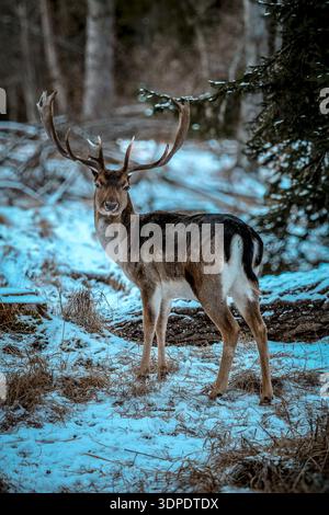 Ein männlicher Hirsch mit großen, schön geformten Geweihen, hoch im schneebedeckten Wald stehend und blickend zurück. Stockfoto