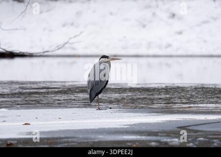 Ein Reiher, der am gefrorenen Ufer steht. Ein Reiher jagt im Fluss. Stockfoto