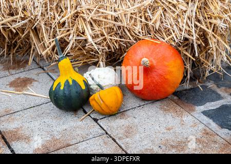 Orange, Grün, gelbe frische Kürbisse auf der Straße. Herbst Natur Hintergrund für Halloween Dekoration oder Koch. Stockfoto