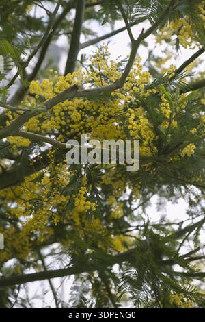 Blühender Mimosa-Baum mit hellgelben Blüten im Frühjahr Stockfoto