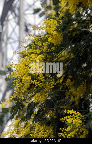 Blühender Mimosa-Baum mit hellgelben Blüten im Frühjahr Stockfoto