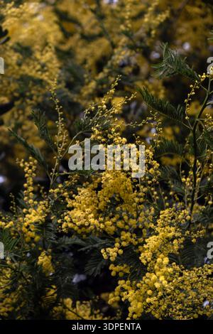 Blühender Mimosa-Baum mit hellgelben Blüten im Frühjahr Stockfoto