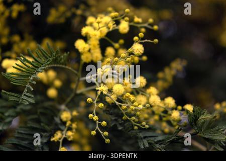 Blühender Mimosa-Baum mit hellgelben Blüten im Frühjahr Stockfoto