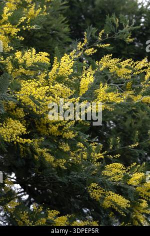 Blühender Mimosa-Baum mit hellgelben Blüten im Frühjahr Stockfoto
