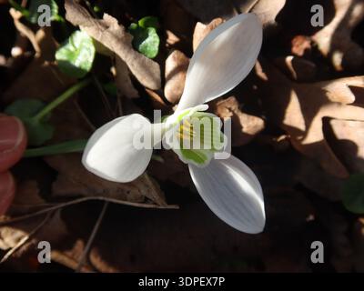 Nahaufnahme eines einzelnen Schneeglöckchens in voller Blüte, mit den drei äußeren Pelianthensegmenten; in einem englischen Garten, Februar 2026. Stockfoto