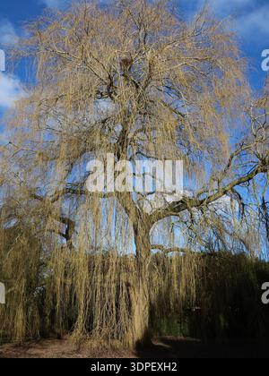 Die Trauerweide salix babylonica zeichnet sich durch ihre langen kaskadierenden Äste aus, die oft in der Nähe von Bächen und Flüssen wachsen und im Winter Laubbäume bilden. Stockfoto