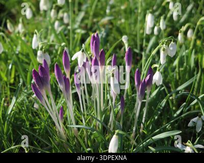 Schneeglöckchen und Krokus: Das Wesen eines englischen Gartens im frühen Frühling. Stockfoto