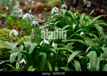 Grüne Schneeglöckchen, Galanthus woronowii, früher Galanthus ikariae, die in einem Winterwaldgarten im Vereinigten Königreich im Februar zwischen Farnen wachsen Stockfoto