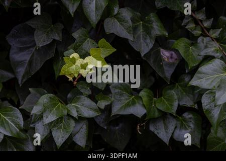 Vollformat-Makroaufnahme mit üppigen, dunkelgrünen Efeublättern (Hedera Helix), bedeckt mit frischen Regentropfen, mit detaillierten Texturen und einem natürlichen, stimmungsvollen Atmo Stockfoto