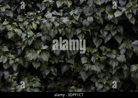 Vollformat-Makroaufnahme mit üppigen, dunkelgrünen Efeublättern (Hedera Helix), bedeckt mit frischen Regentropfen, mit detaillierten Texturen und einem natürlichen, stimmungsvollen Atmo Stockfoto