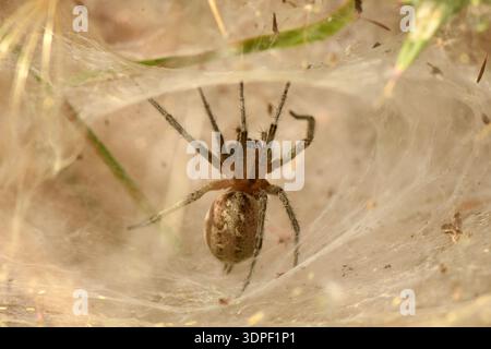 Makroblick in das trichterförmige Netz einer Labyrinthspinne (Agelena labyrinthica) in der zyprischen Landschaft. Stockfoto