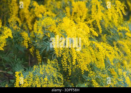 Gelbe Mimosa-Blüten an einem sonnigen Tag. Stockfoto