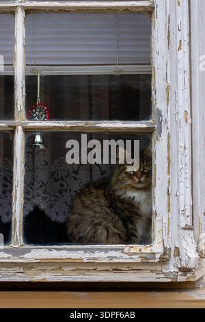 Langhaarige Katze in einem alten Holzfenster mit gehäkelten Vorhängen Stockfoto