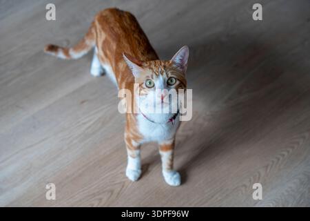 Niedliche orangene und weiße Katze, die drinnen auf Holzboden mit natürlichem Licht aufblickt, zeigt den Lebensstil von Haustieren und Neugier Stockfoto