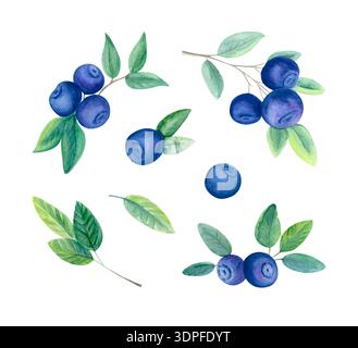 Aquarellset von Heidelbeerzweigen mit Reifen Beeren und grünen Blättern isoliert auf weiß. Botanischer Sommerfrucht-Clipart. Stockfoto