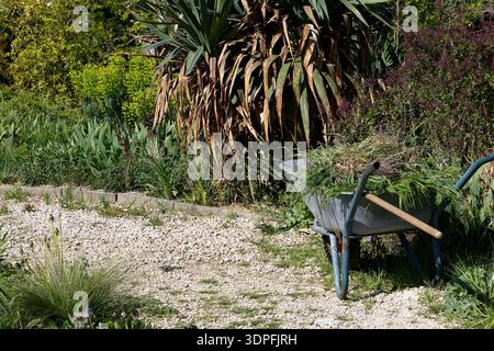Eine Schubkarre mit frisch geschnittenem Gras steht in einem üppigen, grünen Garten, bereit zum Kompostieren oder Entfernen. Stockfoto