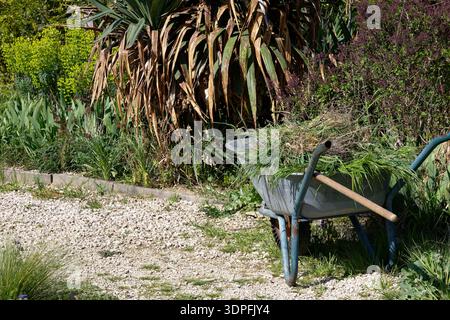 Eine Schubkarre gefüllt mit frisch geschnittenem Gras in einem Garten, bereit zum Kompostieren. Stockfoto