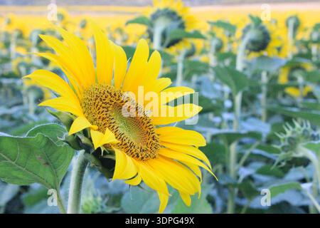 Nahseitenprofil einer strahlend gelben Sonnenblume in einem blühenden Feld. Stockfoto