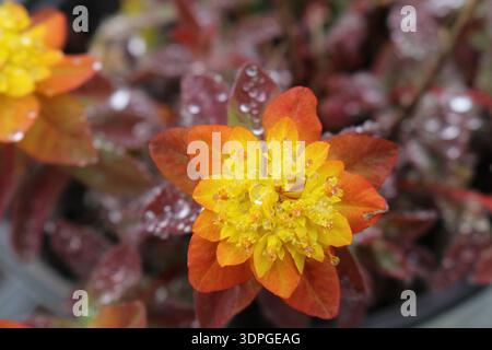 Eine Makro-Nahaufnahme von Kissenwolfsmilch (Euphorbia epithymoides) Bonfire mit goldgelben Blüten und Regentropfen. Stockfoto