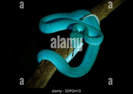 Blaue Farbvariante von Trimeresurus insularis, indonesischer oder kleiner Sunda Inseln Grubenviper, Sunda Weißlippen- oder Rotschwanz-Grubenviper, ebenfalls beliebt Stockfoto