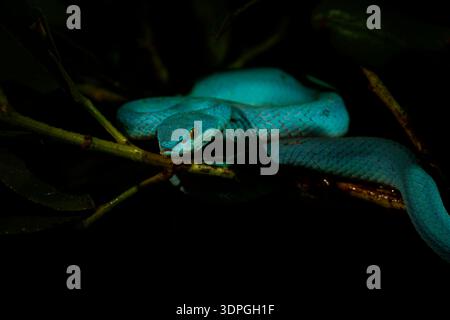 Blaue Farbvariante von Trimeresurus insularis, indonesischer oder kleiner Sunda Inseln Grubenviper, Sunda Weißlippen- oder Rotschwanz-Grubenviper, ebenfalls beliebt Stockfoto