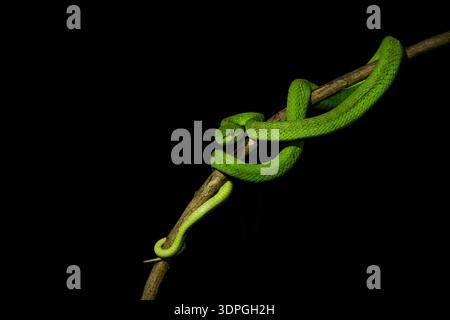 Grüne Farbvariante von Trimeresurus insularis, indonesische oder kleine Sunda Inseln Grubenviper, Sunda Weißlippen- oder Rotschwanz-Grubenviper, ebenfalls beliebt Stockfoto