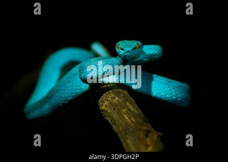 Blaue Farbvariante von Trimeresurus insularis, indonesischer oder kleiner Sunda Inseln Grubenviper, Sunda Weißlippen- oder Rotschwanz-Grubenviper, ebenfalls beliebt Stockfoto