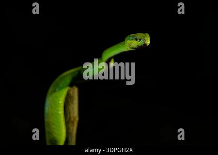 Grüne Farbvariante von Trimeresurus insularis, indonesische oder kleine Sunda Inseln Grubenviper, Sunda Weißlippen- oder Rotschwanz-Grubenviper, ebenfalls beliebt Stockfoto