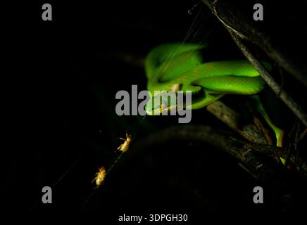 Grüne Farbvariante von Trimeresurus insularis, indonesische oder kleine Sunda Inseln Grubenviper, Sunda Weißlippen- oder Rotschwanz-Grubenviper, ebenfalls beliebt Stockfoto
