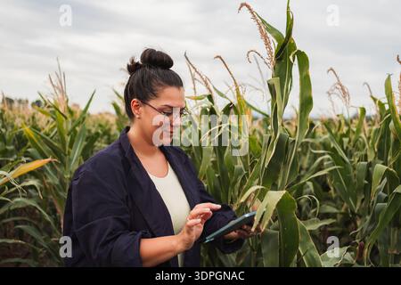 Agrarwissenschaftlerin, die Tablette im Maisfeld für Fachwissen einsetzt Stockfoto