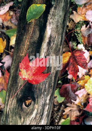 Rote, gelbe und orangene Blätter bedecken den Boden und einen Baumstamm in einem Wald. Es ist Herbst, und die Bäume zeigen ihre jahreszeitliche Veränderung. Die Szene fängt Natu ein Stockfoto