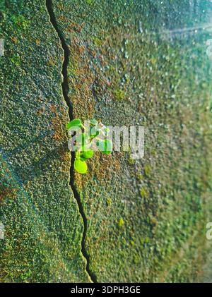 Ein kraftvolles restauratives Makro einer kleinen Pflanze, die aus einer verwitterten Mauer in Budapest auftaucht. Leuchtend grüne Blätter auf strukturiertem moosigem Beton bei Pong Stockfoto