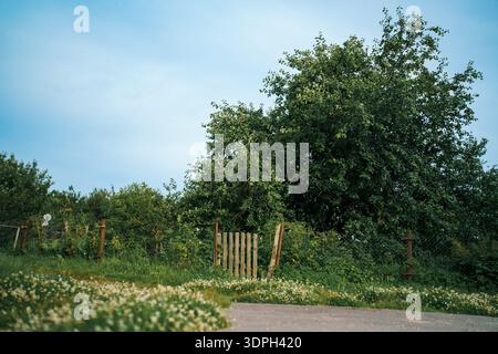 Handgefertigtes hölzernes Gartentor in einem Drahtzaun umgeben von grünen Bäumen und Wildblumen in einem rustikalen Garten im Sommer. Stockfoto