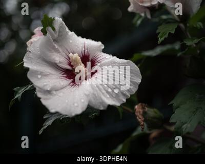 Weiße Hibiskusblüte mit Regentropfen, tiefrotem Zentrum und cremigem Stamen, nassgrünen Blättern, stimmungsvoller dunkler Hintergrund nach Regen. Stockfoto