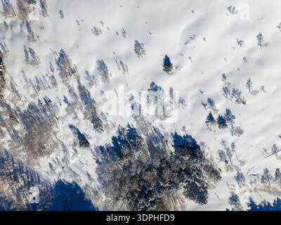 Vertikale Aufnahme der Winterwaldlandschaft von oben nach unten mit langen blauen Schatten auf weißem Schnee Stockfoto