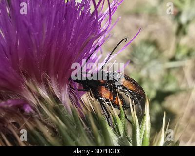 Zwei schwarz-orangene Rothals-Widder (stictoleptura rubra) paaren sich auf einer lila Distelblume (carduus), Naturpark Fränkischer Wald Stockfoto