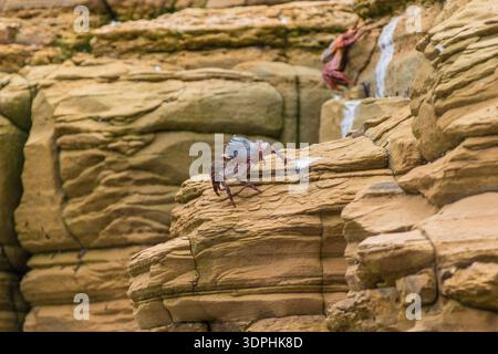 Leuchtend farbige Sally Lightfoot Crabs (Grapsus grapsus) Klammern sich an den sonnengewärmten Felsen entlang der Küste einer Perlinsel in Panama. Ihr lebhaftes ... Stockfoto