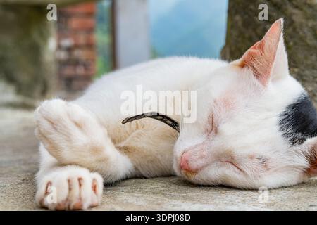 Süße weiße Katze mit schwarzem Fleck, die friedlich draußen auf Beton schläft. Perfekt für Haustiere Stockfoto
