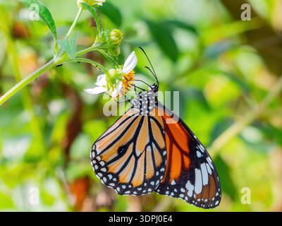 Lebendiger Monarchschmetterling schlürft Nektar aus zarter weißer Blume Stockfoto