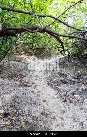 Schmaler Sandweg, der sich durch dichten Mangrovenwald mit niedrigen hängenden Ästen schlängelt Stockfoto