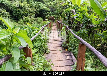Schmaler hölzerner Fußweg durch dichte tropische Wälder Vegetation am Morgen wird auf havelock Island andaman und nicobar Island ein Tiefwinkelschuss gemacht. Stockfoto