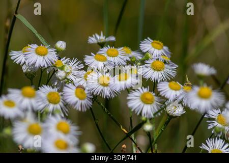 Zarte weiße und gelbe Blüten der Eastern Daisy Fleabane sind reichlich auf einer üppigen Wiese zu finden, die sanft im Wind schwingt, während das Sonnenlicht ihre b beleuchtet Stockfoto
