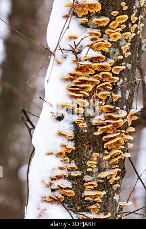 Dieses Foto zeigt eine Nahaufnahme von Pilzen, die auf einem schneebedeckten Baum wachsen. Die Pilze haben eine hellgelb-braune Farbe und wachsen dicht Stockfoto