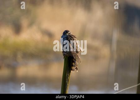 Sparrowhawk Accipiter nisus Stockfoto