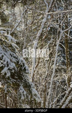 Schneebedeckter Wald mit sonnendurchfluteten Baumstämmen und vereisten Ästen in einem dichten Winterwald. Natürlicher saisonaler Hintergrund ideal für Naturthemen, Klimabedingungen Stockfoto