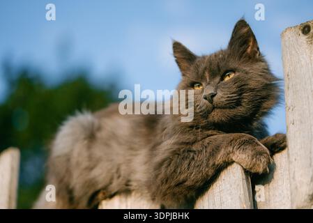 Flauschige graue Katze mit hellgelben Augen, die auf einem verwitterten Holzzaun ruht, genießen goldene Stunden Sonnenlicht vor einem klaren blauen Himmel, zeigen neugierige Beobachtung und familiäre Ruhe Stockfoto