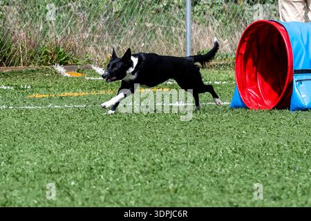 Der Hund läuft durch die Agility-Ausrüstung auf dem grünen Feld und zeigt Geschwindigkeit und Agilität bei Outdoor-Aktivitäten. Stockfoto