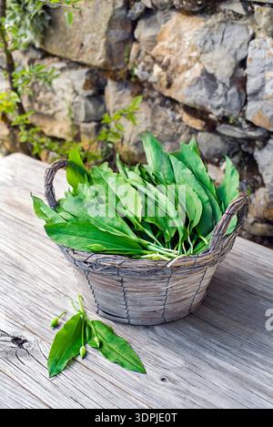 Ein Haufen frischer wilder Knoblauchblätter auf Holztisch. Frisch geernteter wilder Knoblauch, Ramson Stockfoto