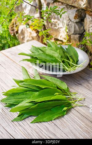 Ein Haufen frischer wilder Knoblauchblätter auf Holztisch. Frisch geernteter wilder Knoblauch, Ramson in der Natur Stockfoto